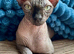 Sphynx kittens