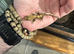 Crested geckos