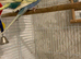 Pair of Rainbow budgies
