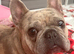 Female French bulldog