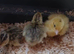 Japanese Corturnix quail (jumbo parents) unsexed. Hatched 12/06/2026