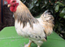 Rockin Cockerel Looking for new pastures