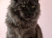 Last half maincoon kitten 200