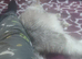 4 year old female maine coon