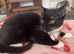 Black and white female kitten