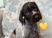 Kc reg german wirehaired pointer puppies for sale