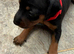 Mini pincher puppies