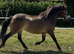 Exmoor mare for sale