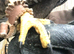 Stunning male buzzard for sale