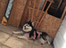 Pomsky girl for sale