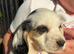 healthy sprocker spaniel puppies