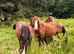 American Paint Colts