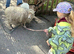 Ouessant sheep for sale
