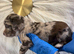 Beautiful Little of cockerspaniel puppies