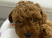 Toy poodle