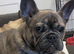 frenchie for rehoming