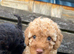 Toy poodle x min poodle