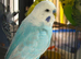 Male budgie available for sale