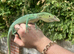 Varanus Prasinus PAIR (Emerald/Green Tree monitors)