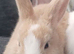 Female Rabbit