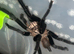 Many female tarantulas. Goliath, pinktoe and many more
