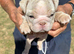 Stunning Rare silver/ lilac Bulldog Puppies