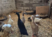 Duck hatching eggs