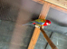 Rosella parrot