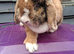 Gorgeous mini lop