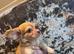 Dachsund x chihuahua boy