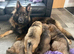 KC reg Isabella pups