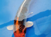 beautiful koi carp