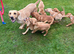 Fox red & Yellow Labrador Puppies