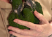 Hand reared hahns macaw (male)
