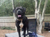 Rome- Dogue de Bordeaux x cane corso
