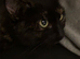 Cat for sale