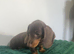 Miniature Dachshund ready for their forever