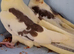 Young Cockatiels