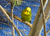 2 pairs of Adult Budgies