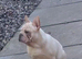 Female french bulldog