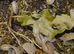 Small Colony of Snow White Isopods (Porcellio Laevis) + you will get a small amount of White Springtails with your Isopods too