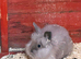 Lion head baby rabbits