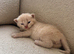 FULL PEDIGREE BRITISH SHORTHAIR KITTENS IN THE COTSWOLDS Champion Bloodline