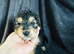 Cockapoo puppies