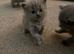 Last two British shorthairs available