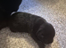 1 beautiful girl pup avaliable