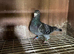 Racing pigeons for sale