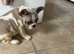 French bulldog puppies