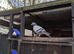 Long distance racer pigeon for sale