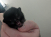 Mummy cat just given birth